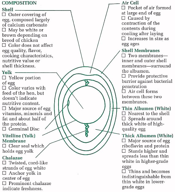 Big Egg Picture